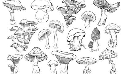 drawing Mushrooms